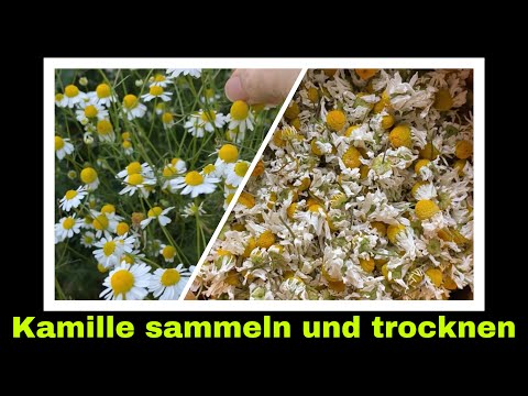 Kamille sammeln und trocknen für Tee #shorts