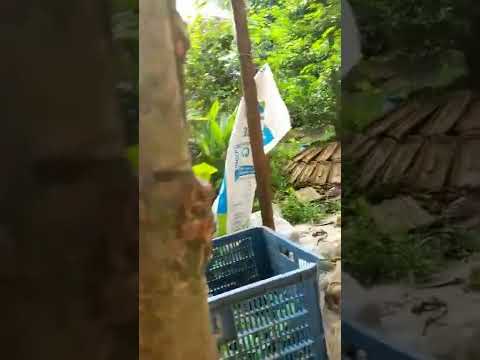 giao lưu cây mai xù chảy hoành 30cm hợp nhãn lh quốc 0985536548