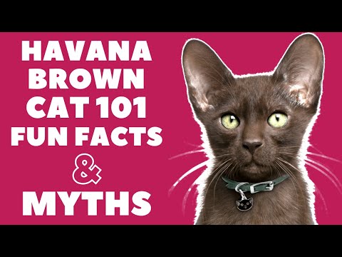 Havana Brown Cats 101 : Fun Facts & Myths