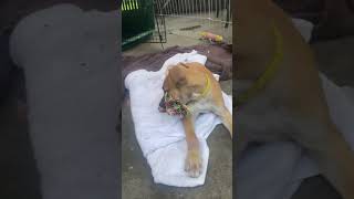 Video preview image #1 Labrador Retriever-Unknown Mix Puppy For Sale in The Woodlands, TX, USA