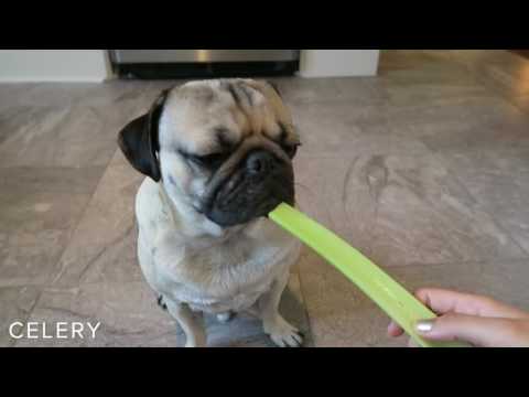 Doug The Pug Eats Fruits & Vegetables Compilation