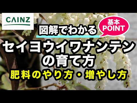 シネレラについて詳しく解説