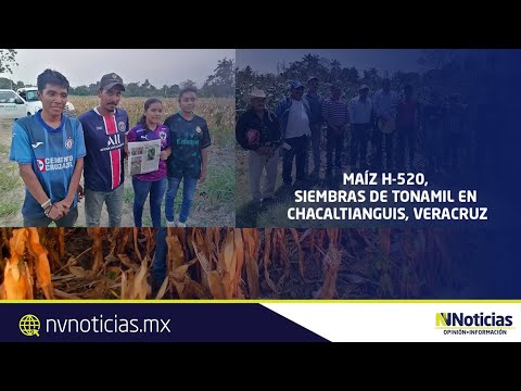 #ConexióNV |  Maíz H-520 siembra de tonamil en Chacaltianguis Veracruz