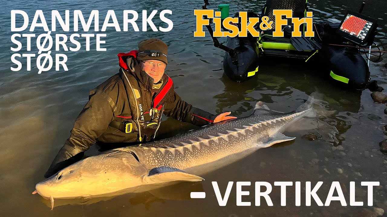 NY VIDEO: DANMARKS STØRSTE STØR NAPPET VERTIKALT