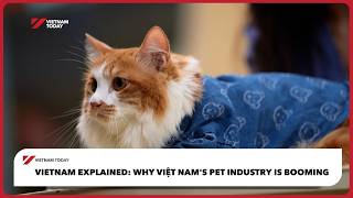 Vietnam Explained: Why Việt Nam's pet industry is booming | Vietnam Today