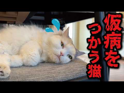 Here's a cat that's faking illness because it doesn't want to take a bath.