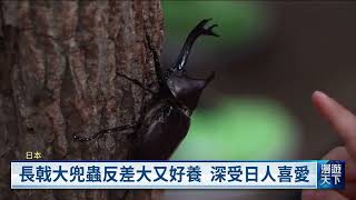 [蟲師] 受漫畫角色啟蒙 昆蟲成日本兒童養寵首選