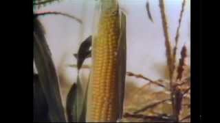 Frosted Flakes Commercial From The 70's