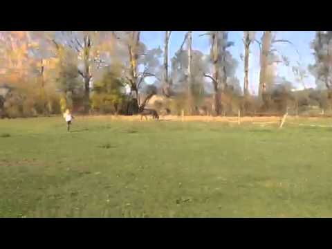 Hengst v. Dankeschön 3 J.