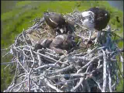 June 17: Growing Osprey chicks