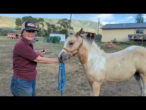 How to: teach your colt to move away from pressure