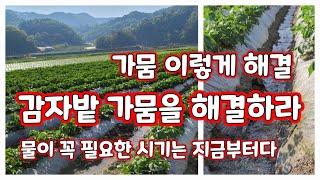 감자밭 물대기 감자 물대는 방법 괴산 감물 감자 [감자재배방법]