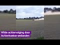 Wilde achtervolging door weiland, man aangehouden