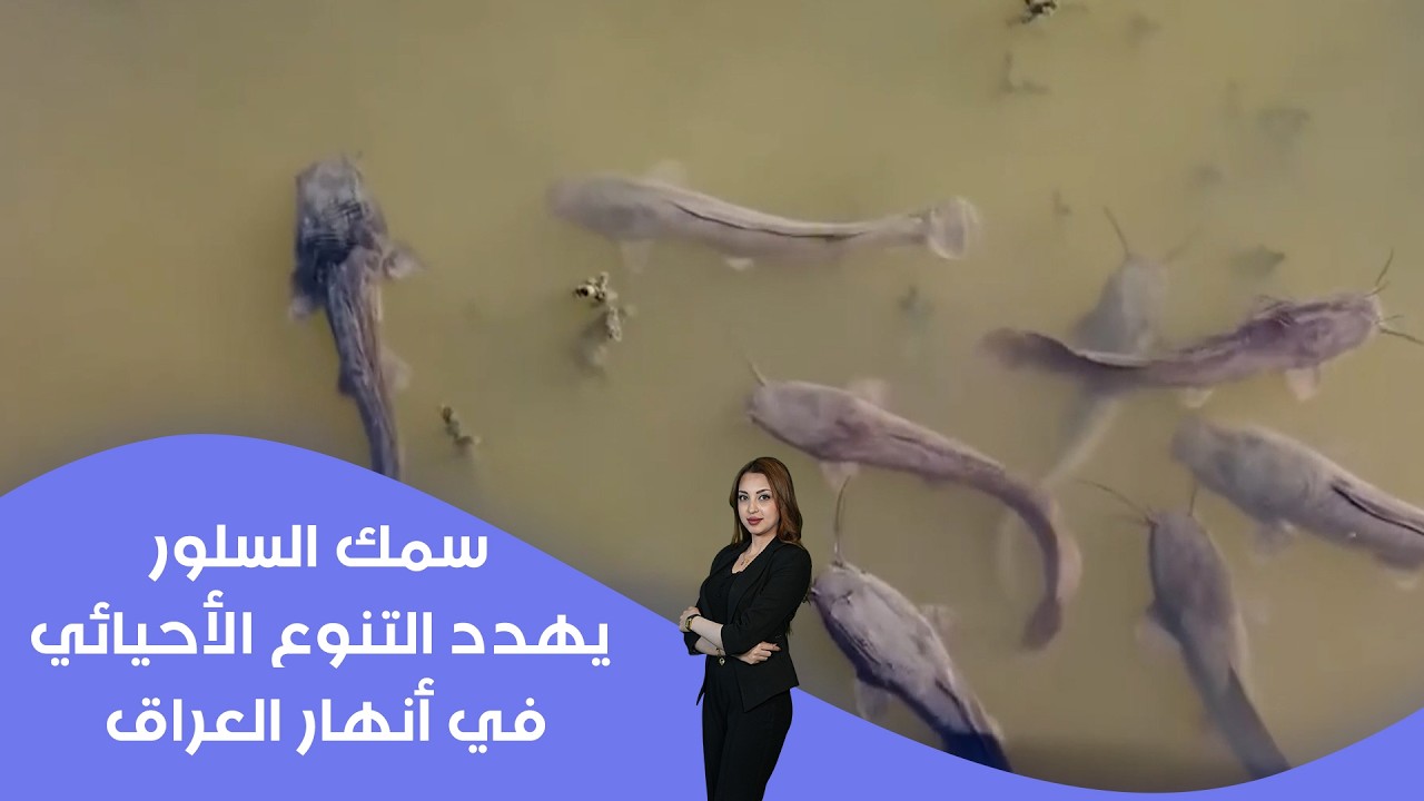 فيديو | سمك السلور يهدد التنوع الأحيائي في أنهار العراق
