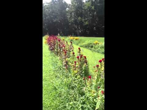 download lagu mp3 mp4 Flower Farms In Virginia, download lagu Flower Farms In Virginia gratis, unduh video klip Flower Farms In Virginia