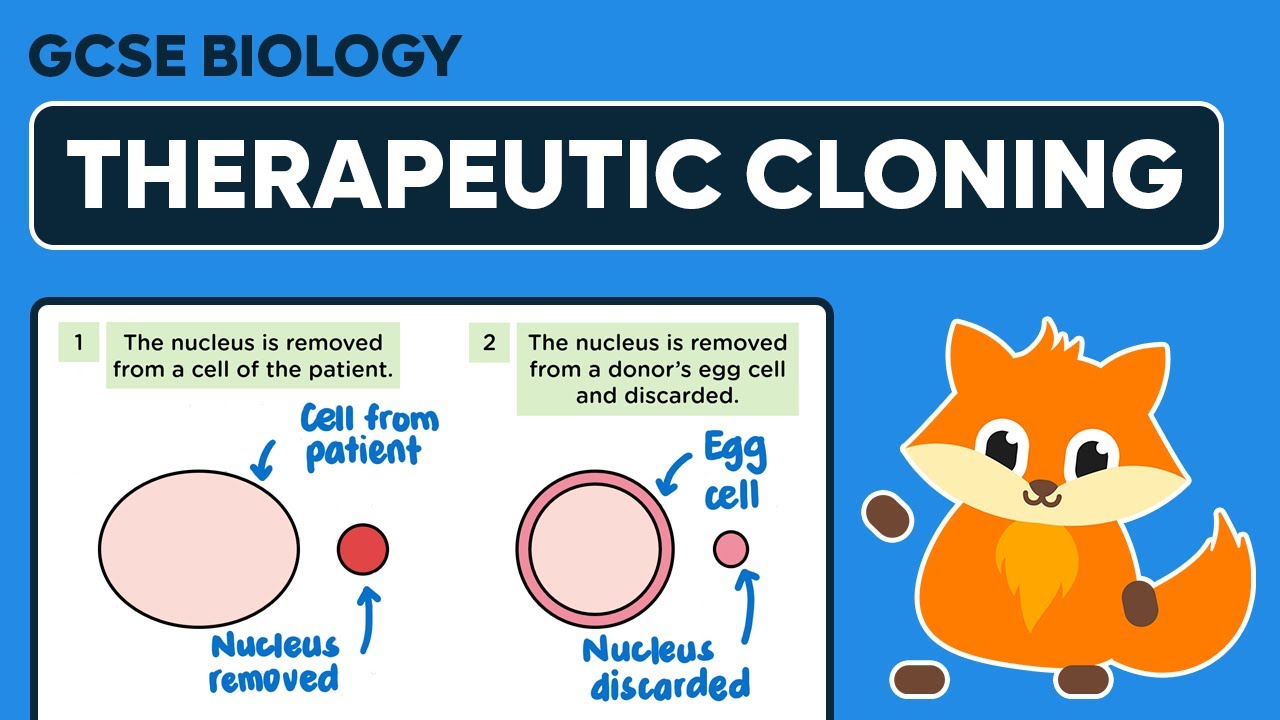 Therapeutic Cloning - GCSE Biology