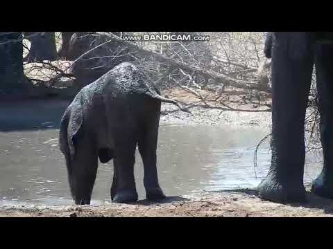 tiny baby elephant has a mud bath then a drink