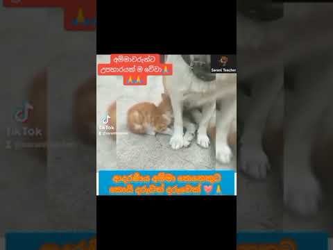 අම්මාවරුනේ - Ammawarune