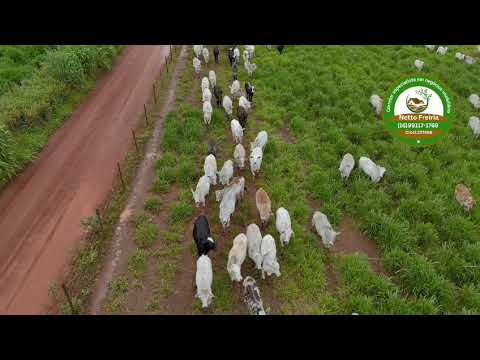 🌾 **FAZENDA À VENDA – GUARANÉSIA / MG** 🐄