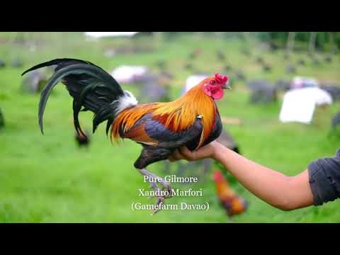 Pure Gilmore     Xandro Marfori(Gamefarm Davao)