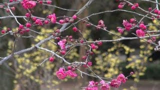 preview picture of video '京都 2月 京都御苑 梅開く Kyoto Gyoen National Garden(2013-02)'