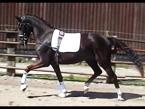 Livaldon's Galante by Livaldon   De Niro. For sale!