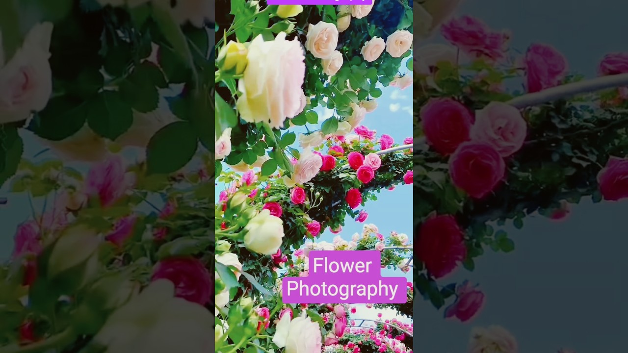 flower Photography #shortvideo #youtubeshorts #viralvideo #love #song #flowers #buety 🌼🌺🦚🌹❤️💐🌼🌺🥀🌿❤️🌿