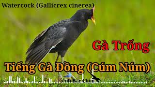 Download lagu Tiếng Gà Đồng (Cúm Núm) Chuẩn, Bản Đánh Thòng Ban Ngày - Water Cock Call Song | Kênh Bẫy Chim mp3 Download lagu Tiếng Gà Đồng (Cúm Núm) Chuẩn, Bản Đánh Thòng Ban Ngày - Water Cock Call Song | Kênh Bẫy Chim mp3