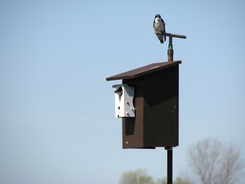 How to Use Hironbec Pendulums to Protect Nesting Tree Swallows from House Sparrows