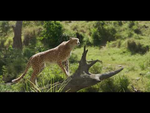 MPC Film - Background Characters of The Lion King