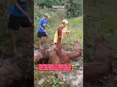 Égua prenha é resgatada em vertedouro de lagoa abandonada em Carandaí (MG)