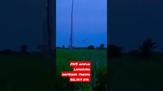 Download lagu Belibis langsung nabrak kan diri Kejaring mp3