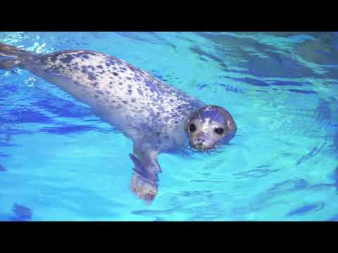 男鹿水族館GAO (Oga Aquarium GAO)