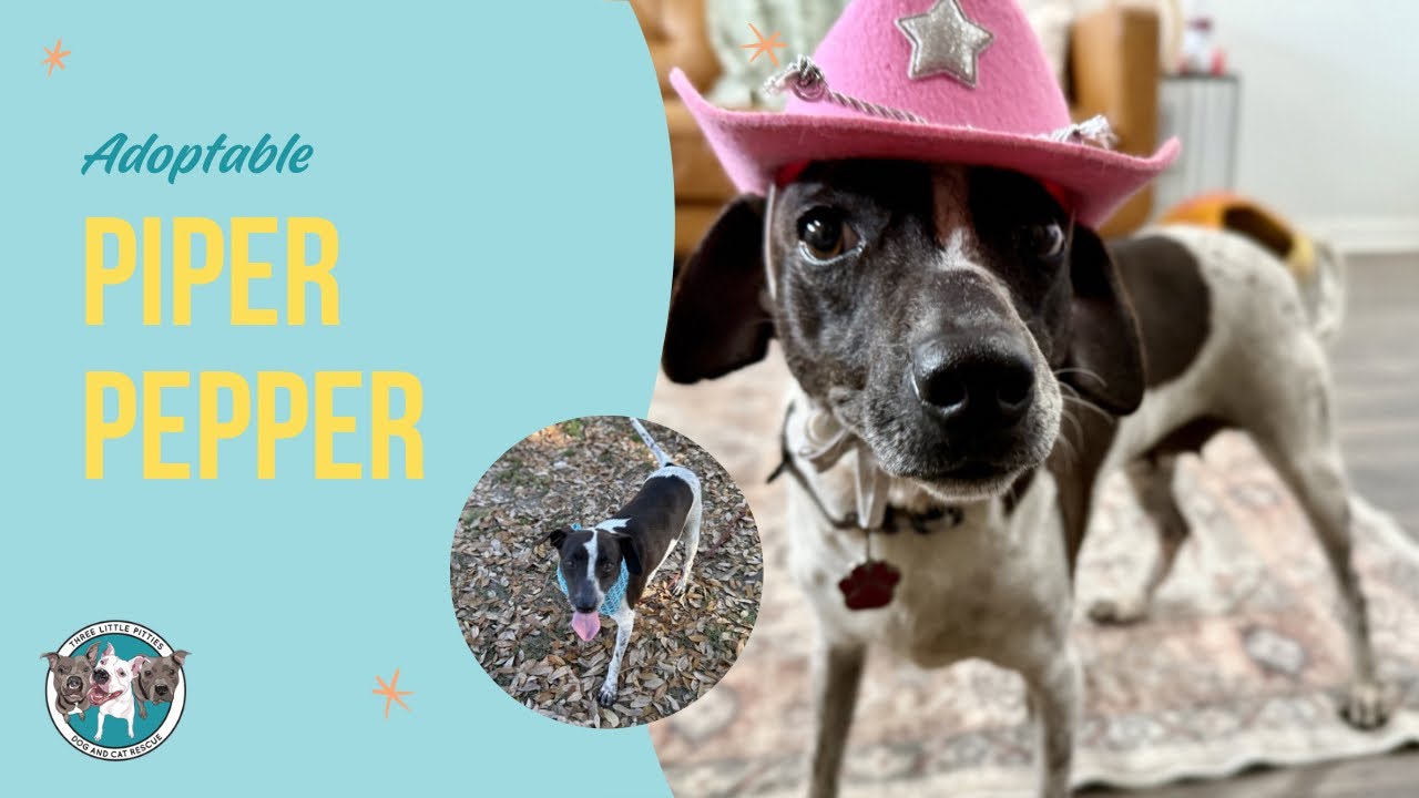 Enlarge Piper Pepper Girly, a Adoptable mixed breed in Brattleboro, VT video 6/6