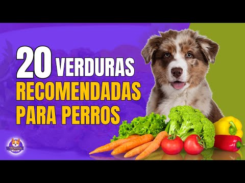 RECOMMENDED VEGETABLES FOR DOGS