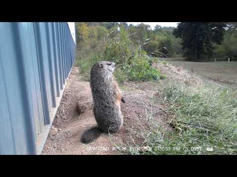 Groundhog standing on hind legs, 10 4 2021 2