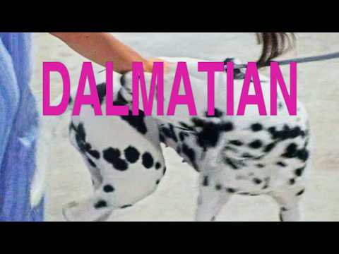 Dalmatian のサムネイル