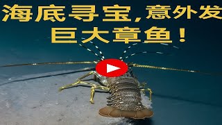 海底寻宝，意外发现巨大章鱼！