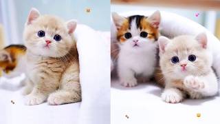 Adorable Kitten Moments 🐾 | Live • Cute& Naughty Part 124