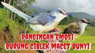 Download lagu terapi bongkar isian burung ciblek || जंगल में पक्षियों को बुलाने की आवाज mp3
