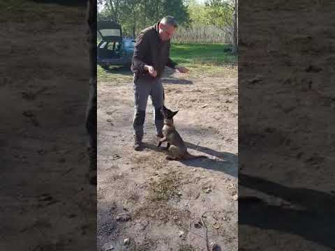 Malinois Welpe kaufen