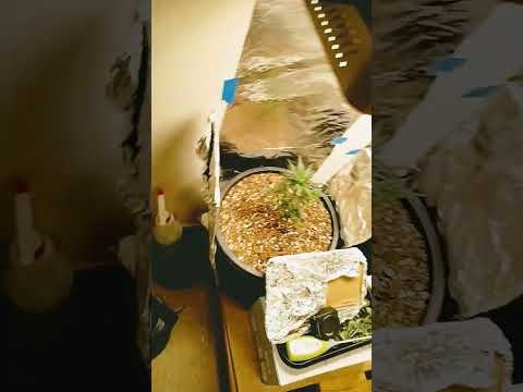 1st time grow ever Autoflower  Week 6 O. G. Kush and Week 4 of the Zkittlez From #Seedsman #CALi