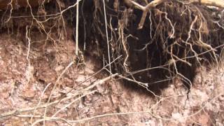 preview picture of video 'Huge Daddy Long-Legs Nest'