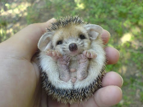 Самые Милые Смешные Ежики! Веселая Подборка! //  The Most Cute Funny Hedgehogs! Cheerful Selection!
