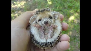 Самые Милые Смешные Ежики! Веселая Подборка! // The Most Cute Funny Hedgehogs! Cheerful Selection!