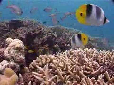 Reef Diving off Port Douglas - Agincourt Reef