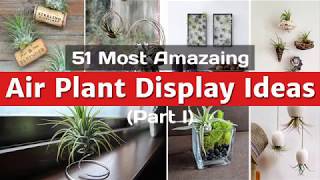 51 Most Amazing Air Plant Display Ideas (part I)