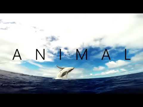 Konstantine Japaridze - Animal (Official Music Video)