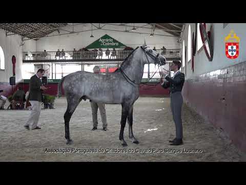 211023 20 Jacaré - Aprovação de Garanhões