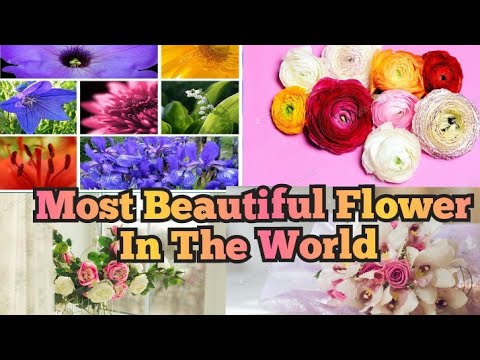 The MOST BEAUTIFUL FLOWERS In The World 2022🌹💥💯
